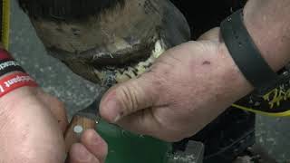 Shoeing General Pleasure Horse with Severe Separation from Previous Abscess