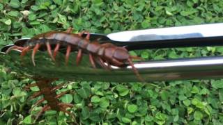 centipede venomous kauai