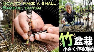 A special method for making bamboo bonsai small [Bonsai Q]