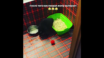 Енот Домашний вытирает жопу после туалета