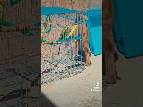 قط يتربص بالطيور لولا القفص