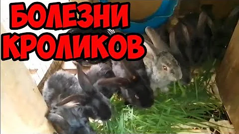 Болезни кроликов. ВГБК. Миксоматоз.Какие передаются человеку.Профилактика.