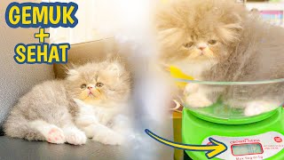 RAHASIA Anak Kucing Cepat GEMUK & SEHAT