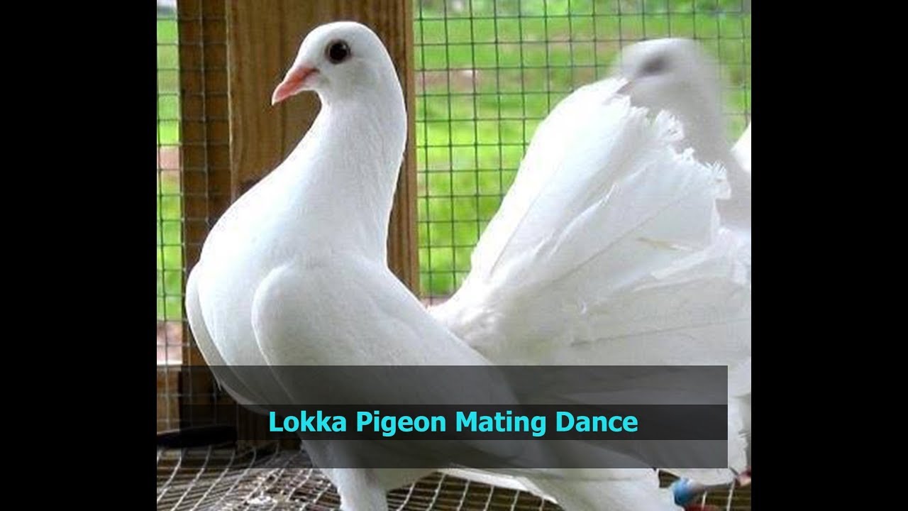 beautiful lokka pigeon dancing laka pigeon breeds time dance YouTube