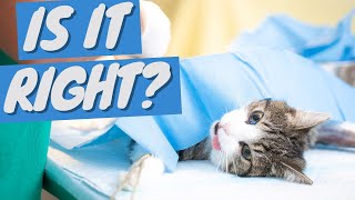 5 Things I Wish I Knew About DESEXING CATS (Spaying and Neutering)