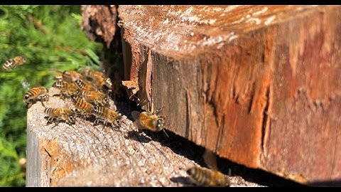 Relocating Tiny Bee Swarm To A Log Hive