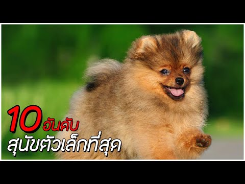 10 อันดับ สุนัขที่ตัวเล็กที่สุด !!! (Remake)