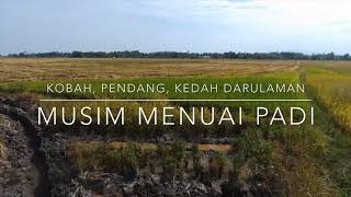 Video Drone Musim Menuai Padi Di Pendang Kedah