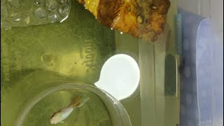 Before laying eggs| Betta fish breeding