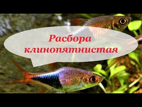 Расбора клинопятнистая, гетероморфа, разведение, содержание, кормление. Клиновидная.