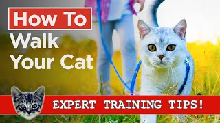 How To Walk Your Cat - Simple & Effective Cat Training Steps by Cats and Kittens 696 views 2 months ago 3 minutes, 40 seconds