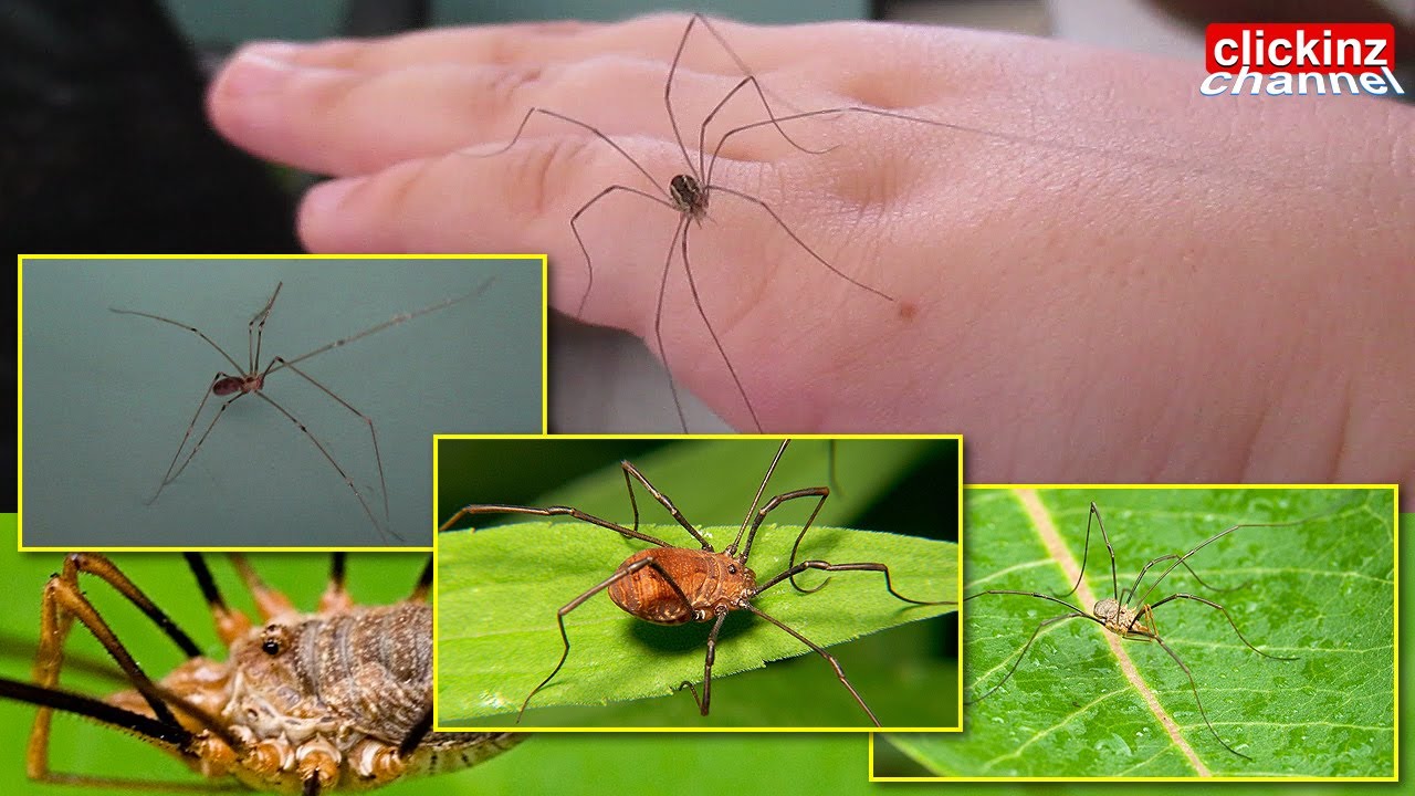 Mommy Long-Legs, This is actually a Harvestman spider. Comm…