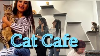 আমেরিকায় cat cafe সতেরোটা বিড়াল এক সাথে