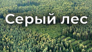 Серый лес. Фильм АТН