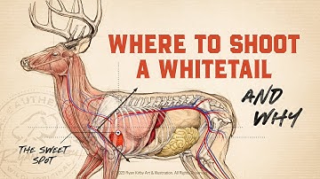 Whitetail Deer Anatomy & Shot Placement!!