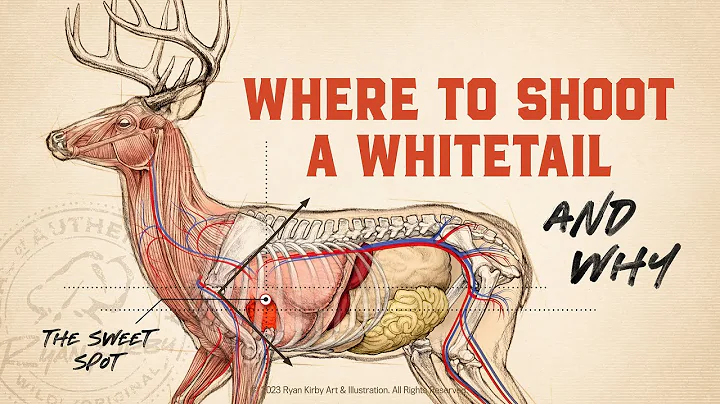 Whitetail Deer Anatomy & Shot Placement!!