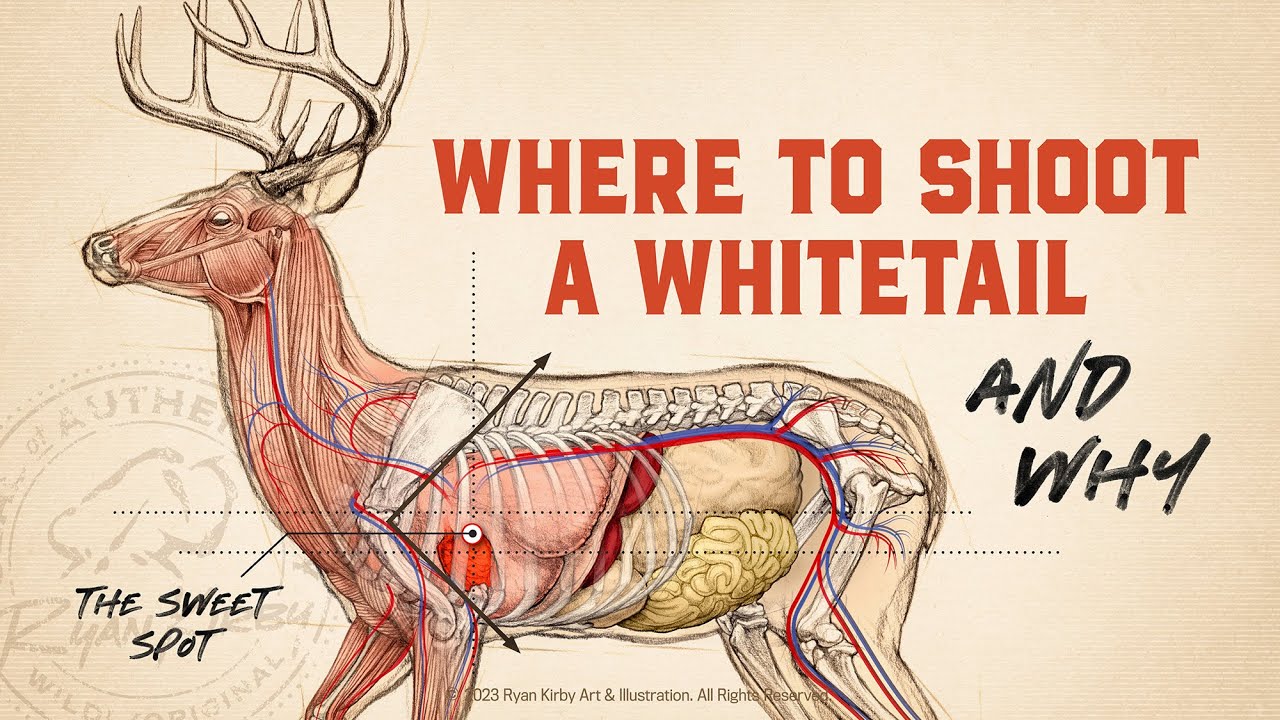 The Scoring & Field-Judging of the White-tailed Buck