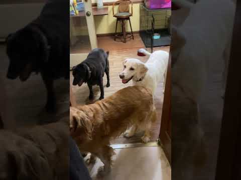 My Golden Retriever Dog and his Friends wait for Chicken! The want their Chicken Dinner!