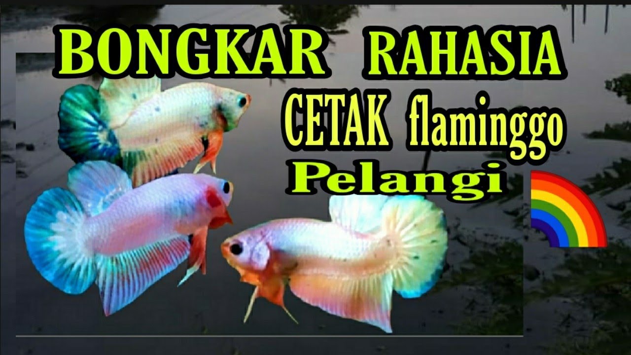 Cara cetak ikan cupang flaminggo