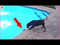 Hero Dog Saves Puppy From Drowning (Caught On Camera)