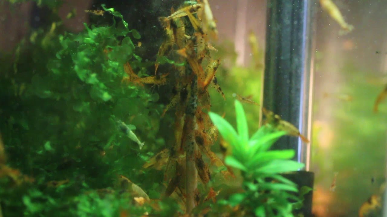Shrimp Feeding on Spirulina Stick YouTube