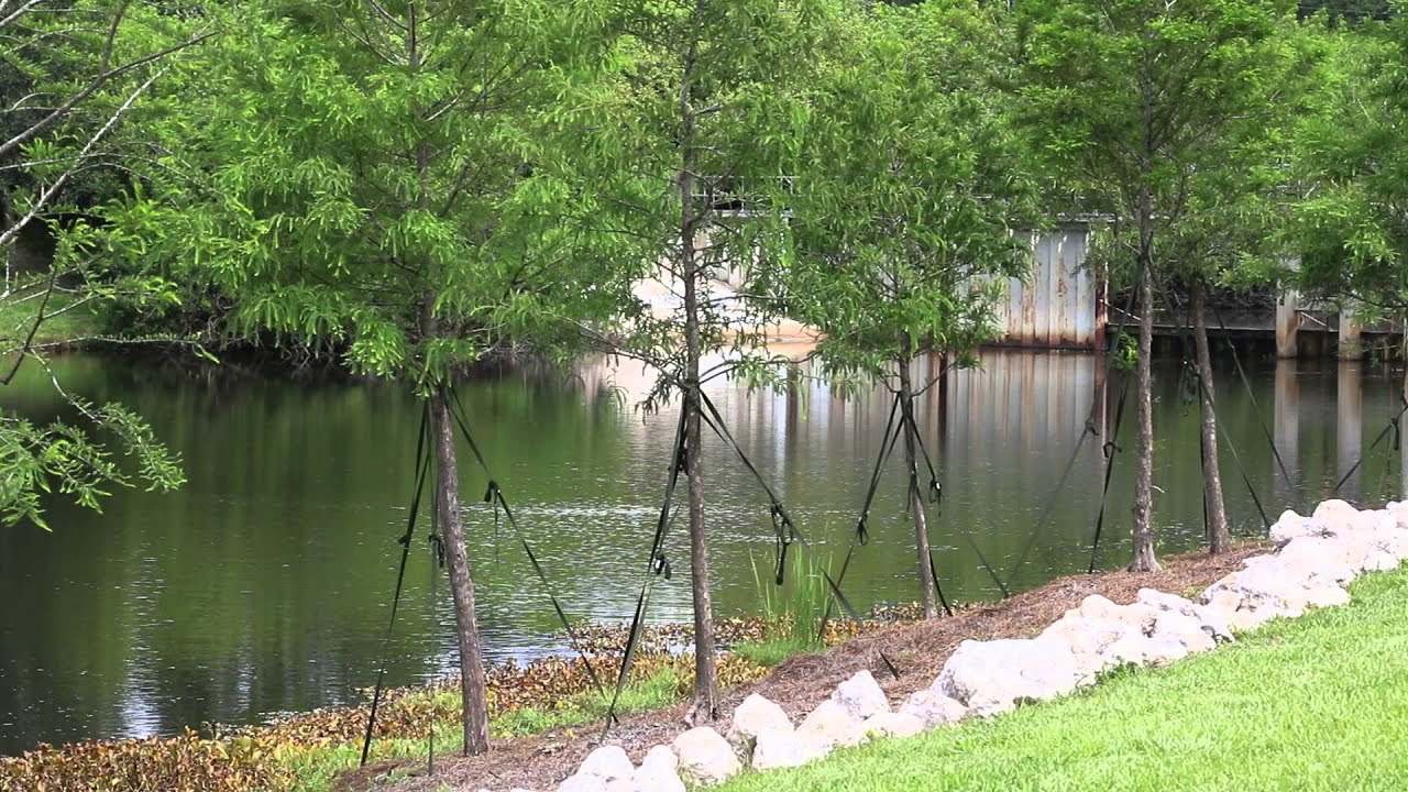 North Port Florida Trees YouTube