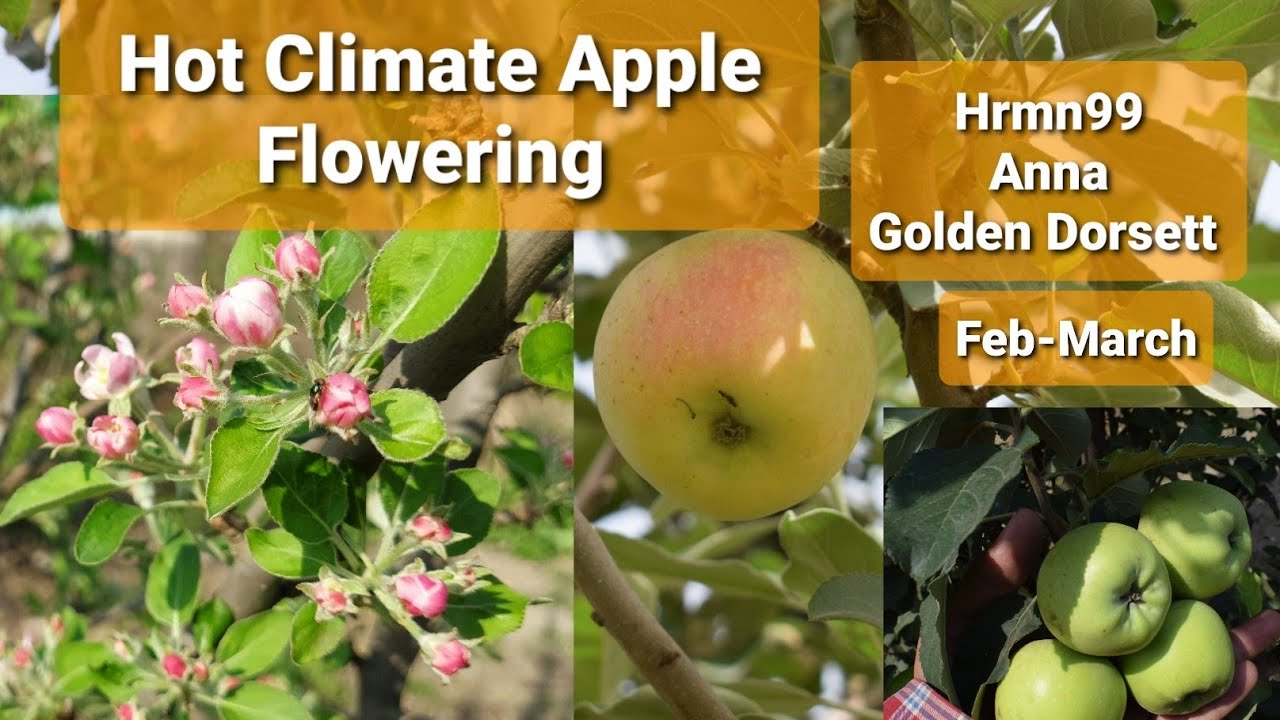 Hot Climate Apple Flowering new season  2022 HRMN99 Anna Golden dorsett ਸੇਬ ਦੀ ਖੇਤੀ सेब की खेती