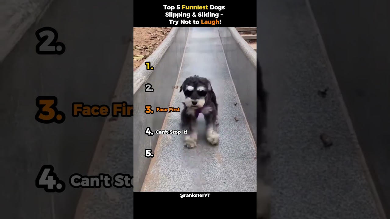 Top 5 Funniest Slippery Dog Moments  😂🐶