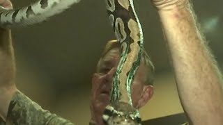 Famous 4-foot python found near downtown Orlando Net Worth
