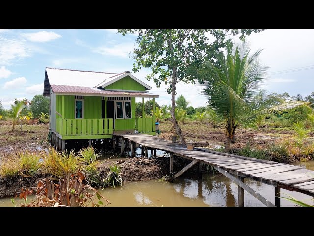 PADI‼️PAK WIN TINGGAL TUNGGU PANEN; PAK SUDIWANI DAPAT👉ILMU BARU  KAMPUNG TRANSMIGRASI SEPUNGGUR class=