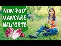 COLTIVARE il RADICCHIO: tutti i consigli per avere cicorie perfette
