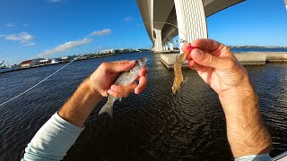 Smorgasbord Fishing with Live Mullet and Live Shrimp