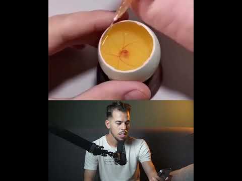 كيف ينموا الكتكوت في البيضة