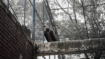 Vultures - Photographing the Antiheroes of Our Ecosystems | Exposure