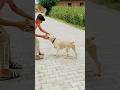 Best labra dogyoutubeshorts labrador english doggieshorts reels viral shortshorts