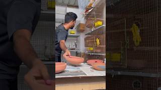 Food For Birds birds birdslover parrot pet birdslover lovebirds petcockatiel birdcage