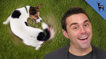 Dogs Can Have Obsessive Compulsive Disorder!