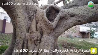 جولة قناة العساس في  محافظة تنومه والوقوف على شجرة الرقاعة التي يقدر عمرها فوق 600 عام