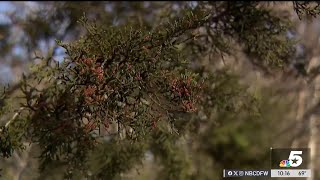 Cedar fever season upon us as tree pollen spikes in North Texas NBCDFW