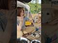 待ちきれないワン!【goldenretriver】#shorts #dog #goldenretriever #犬 #ゴールデンレトリバー