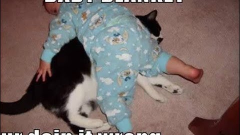 OMG LOL WTF HAX CATS Part1