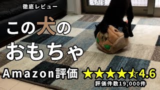 Amazon評価4.6！犬のおもちゃが高評価すぎるので、ポチってレビューします／トイプードル／おもちゃ／検証
