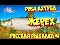 русская рыбалка 4 - Жерех река Ахтуба - рр4 фарм Алексей Майоров russian fishing 4