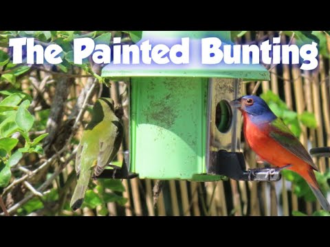 Painted Buntings documentary, food, habitat, ID, facts, nesting, behavior