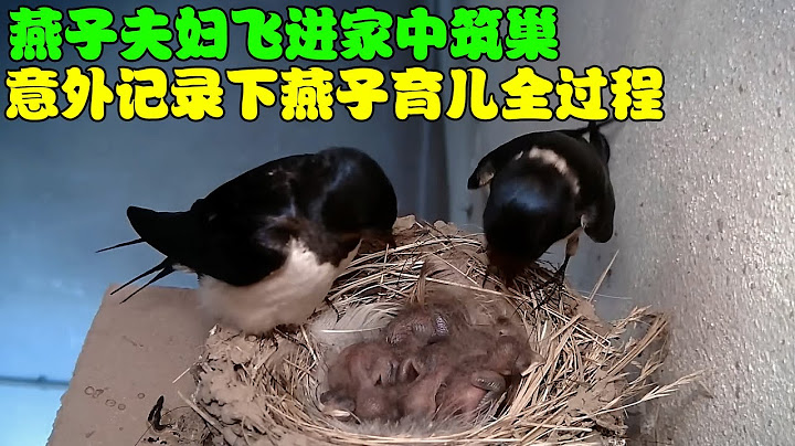 燕子夫妇飞进家中筑巢，意外记录下燕子育儿全过程，太不容易了！