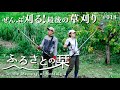 【ひたすら刈る】雑草に埋もれた古民家を一気にスッキリ!焚き火で焼き芋を楽しむ|田舎暮らし018