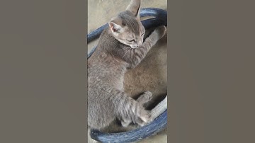 #️⃣💯lazyday💤#CuteCats#animalslove😻#MeowMoments#CatShorts  #KittensOfYouTube#FunnyCats