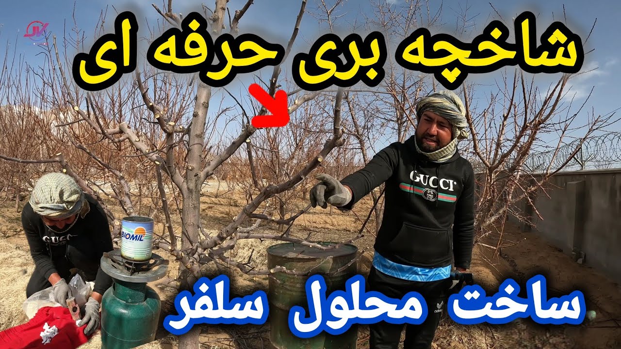 شاخچه بری حرفه ای جاغوری 🌲طرز تهیه محلول سلفر مخصوص باغداران 🧯#شاخچه_بری #باغداری 