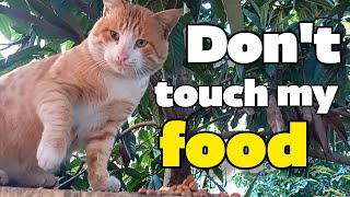 Pretty cute yellow cat scratched me because it thought I was going to take its food by My street cats 155 views 1 year ago 3 minutes, 7 seconds