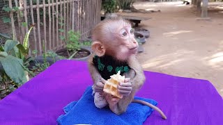 Oho, Poor Orphan Koko Become A Cutie Baby Monkey | Koko very Happily Eating Breakfast